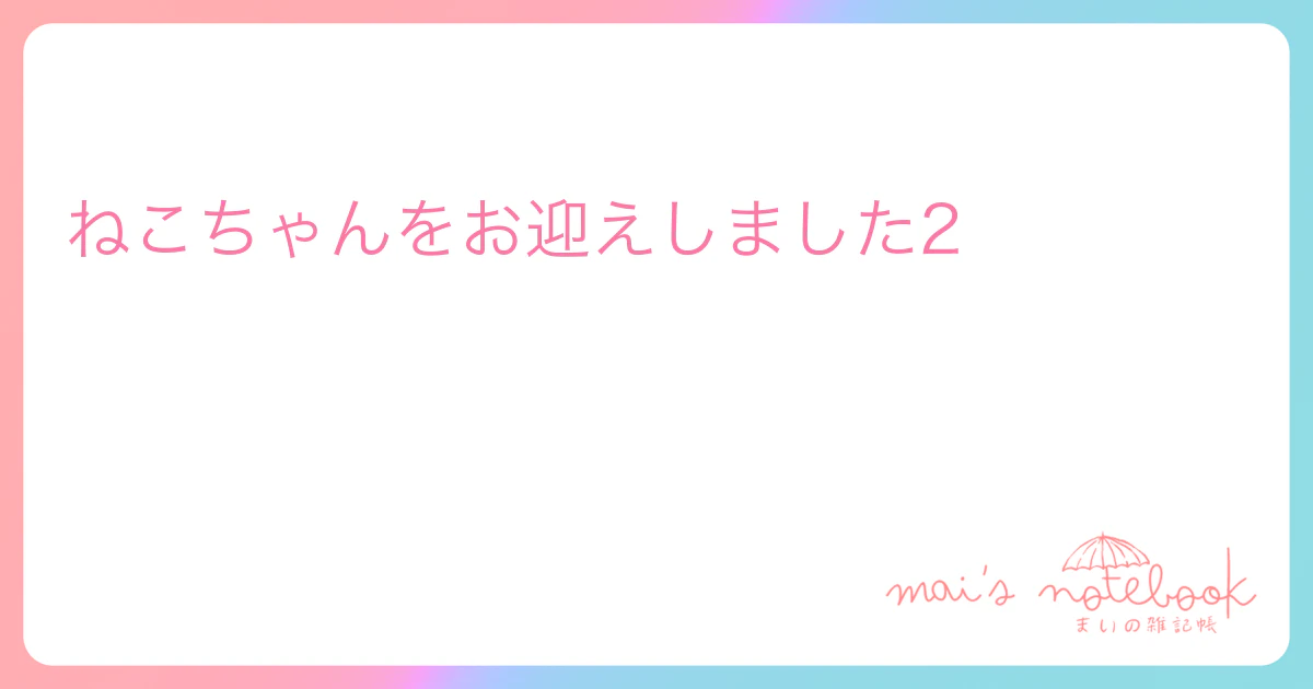 ねこちゃんをお迎えしました2